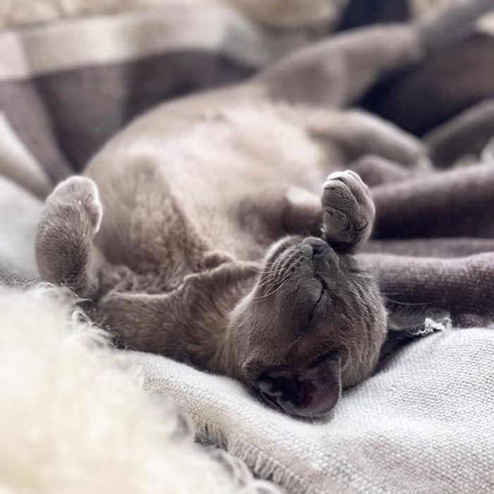 Royal Esprit Burmese kitten